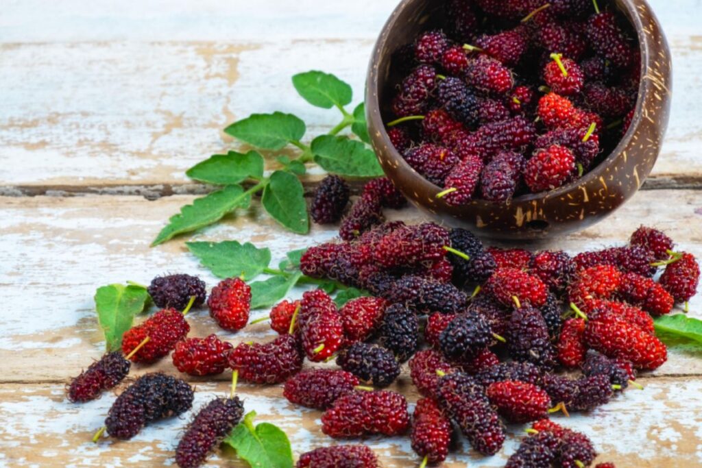 Mulberries