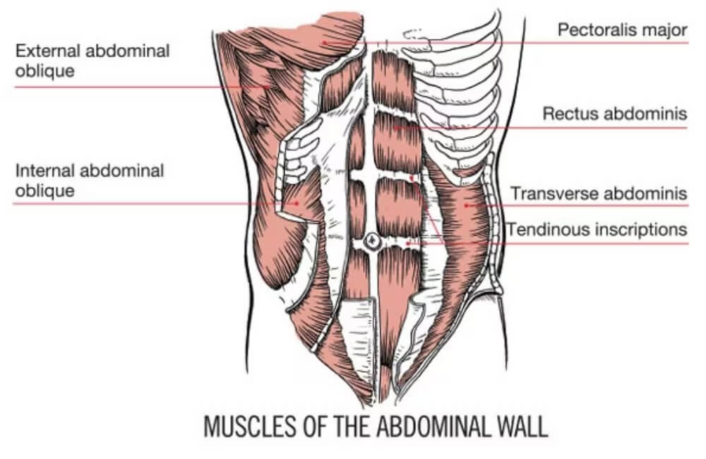 Abdominal Muscles