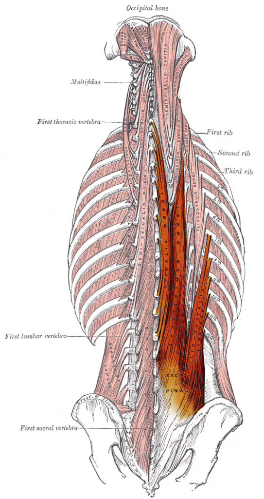 erector spinae