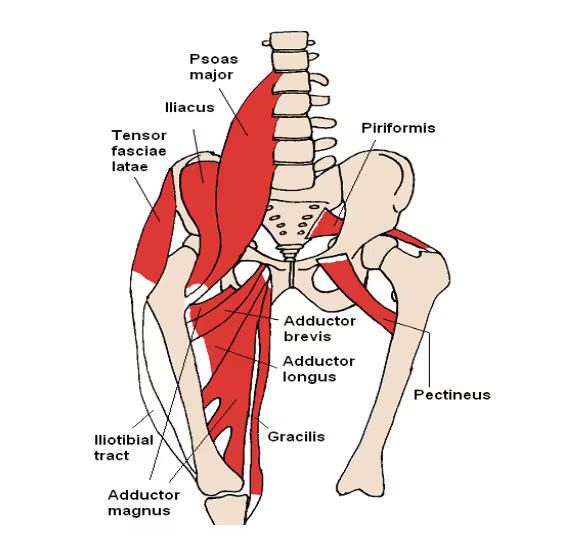 hip flexors