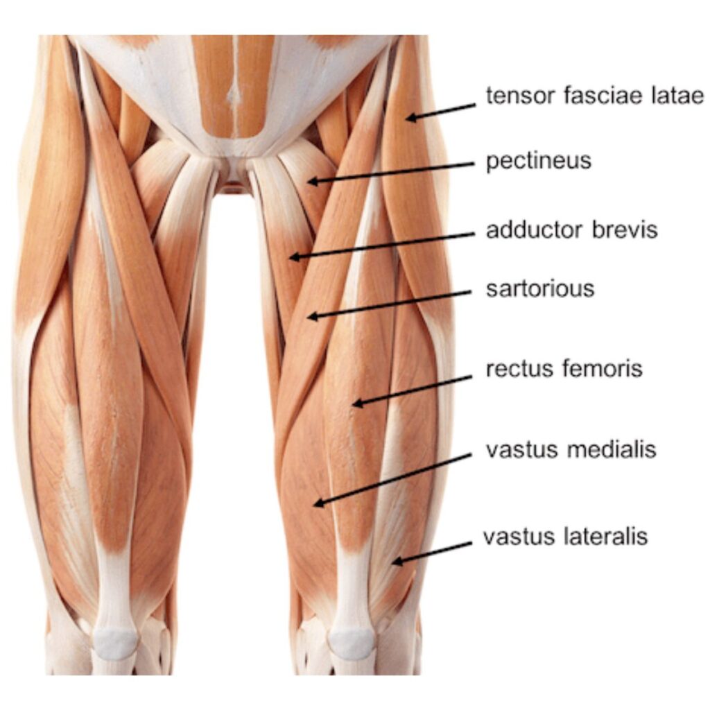 How Do Quads Work In Squats