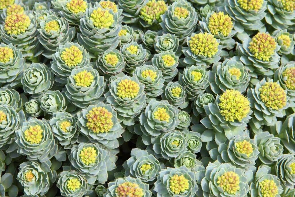 Rhodiola Rosea