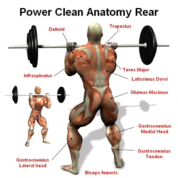 Power Clean Anatomy