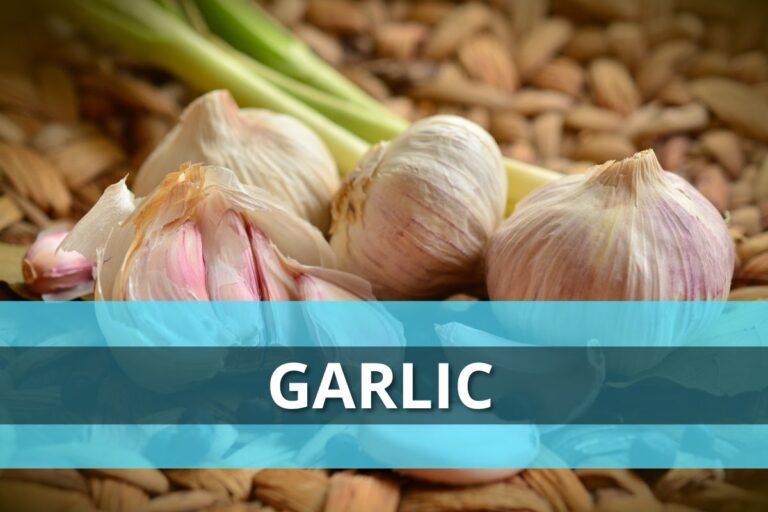 Garlic