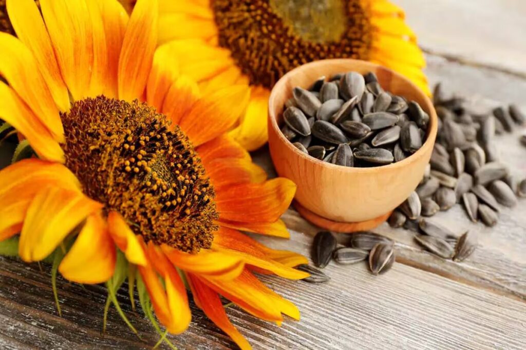 sunflower and sunflower seeds