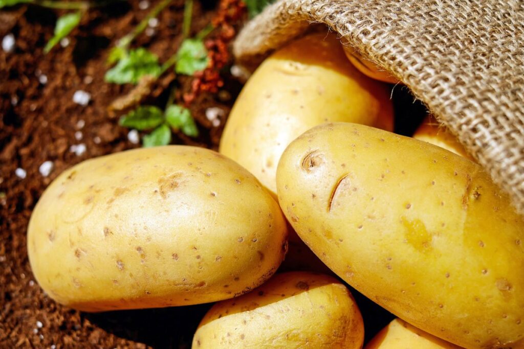 The difference between white potatoes and sweet potatoes