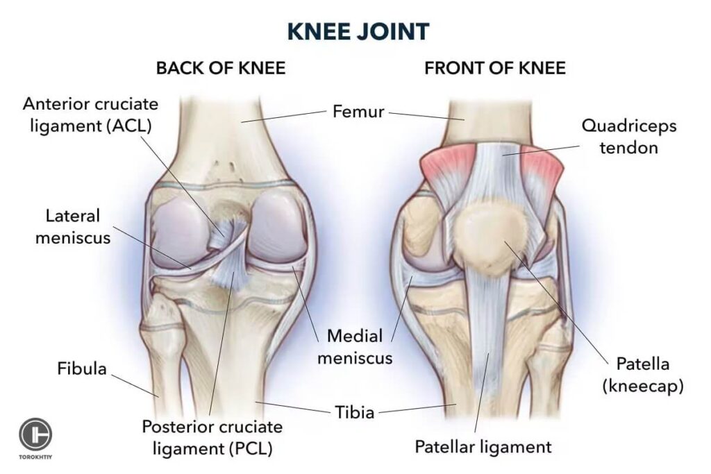 Knee Joint