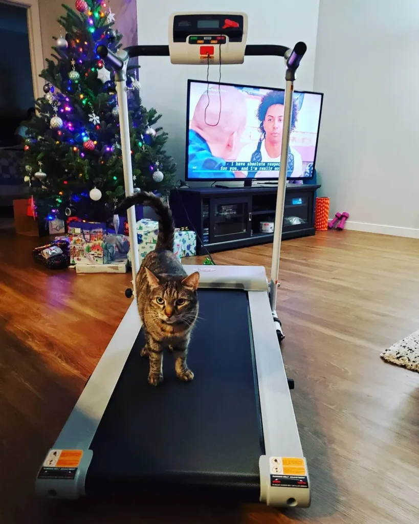 cat on sunny treadmill